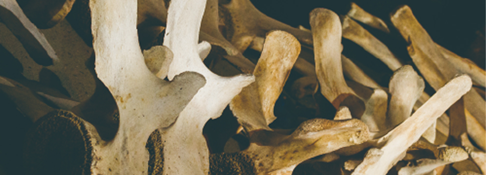 骨頭