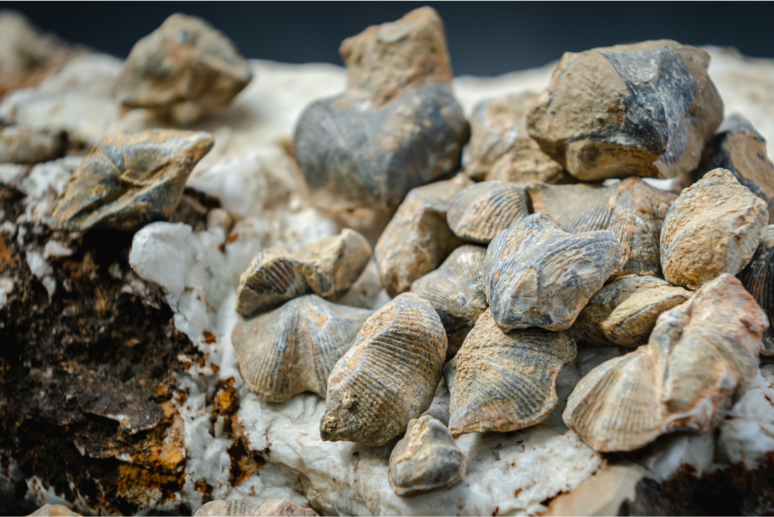 《衛生寶鑑 遺山牢牙散》組成藥材(六) ｜石燕子｜替牙齒補上缺口的礦物縫合術