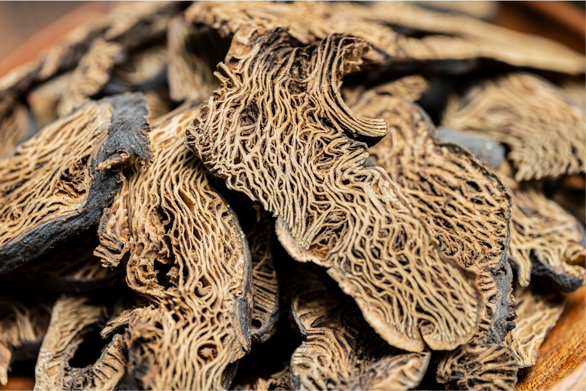 古方牙粉常用中藥材介紹(一) ｜升麻｜把牙齦深處悶氣往上帶走的引導之藥